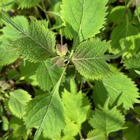 Isodon umbrosus 'Dark Form'